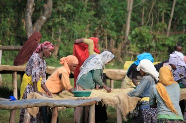 Raised Bed Drying in Ethiopia