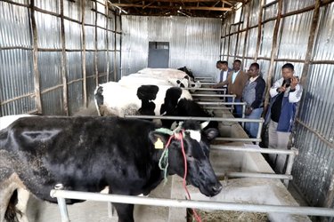 Constructed shed for enhancing dairy production