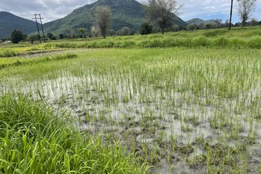 Flooded plot in Mangochi district, Malawi