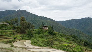 Picture of rice fields in Bhutan