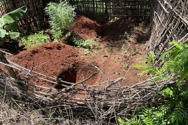 Ready for planting of banana suckers