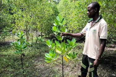 Farming mangrove forests helps to safeguard local food and economic security in Tanzania. LIFE-AR sets out a plan for implementing new ways of working that address the disrupting climate challenges in the LDCs