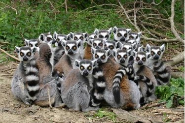 A group of lemurs in Madagascar
