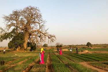 Agricultural land that is part of a project to restore and rehabilitate land to build climate resilience