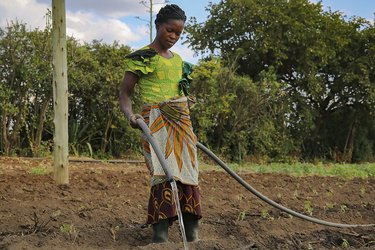 Farm worker waters seedlings in Tithokoze farm, Mpingu, Malawi