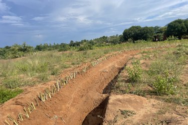 Vetiver grass planted for flood and erosion protection in Salima