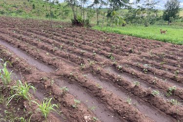 Improved farming practices implemented in maize field in Salima