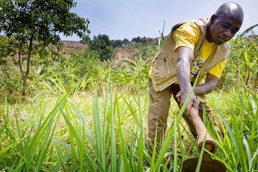 Farmer tends to his garden in Arokwo Village, Kapchorwa, Uganda